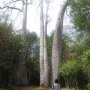 Des espèces de baobab de nulle part ailleurs qu'à Ankarafantsika.
